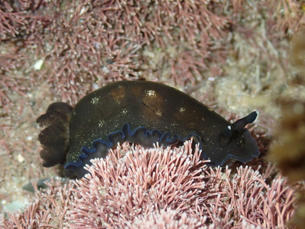 White-spotted Sucking Dorid