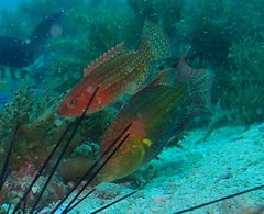 Oxycheilinus bimaculatus