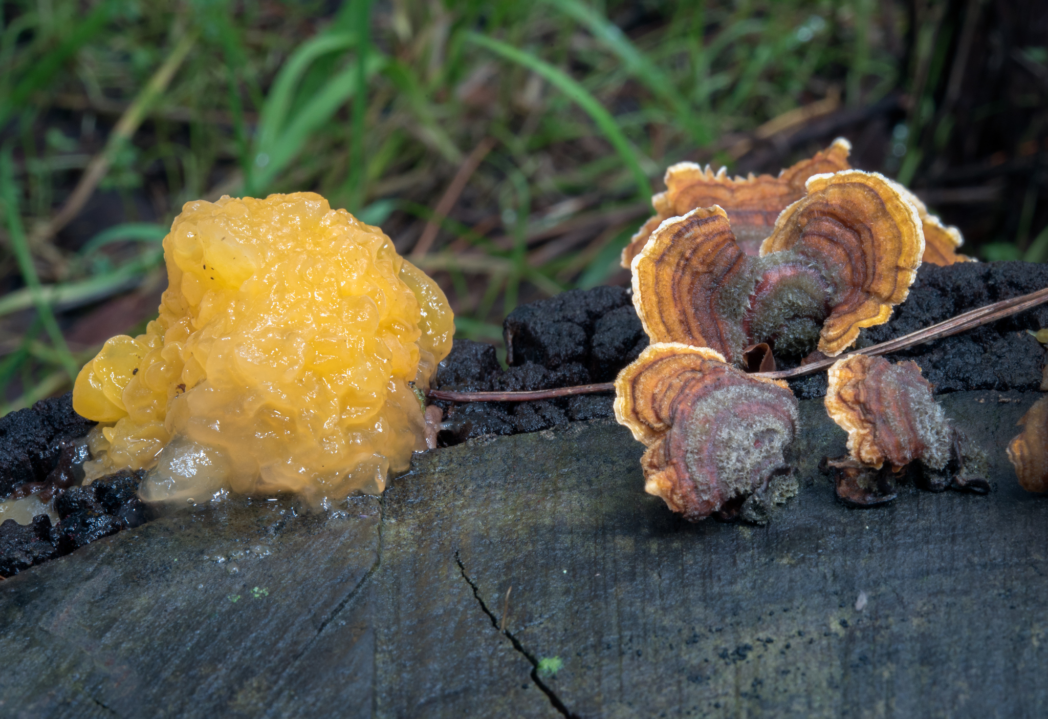Tremella aurantia image