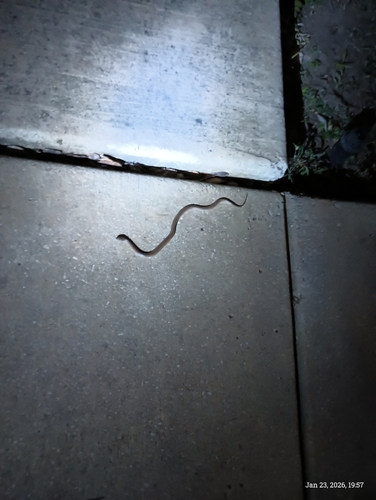 Rough Earthsnake
