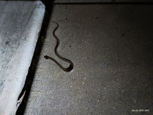 Rough Earthsnake