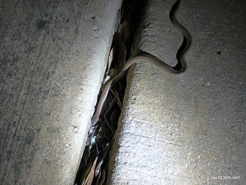 Rough Earthsnake