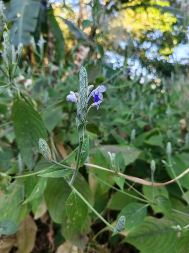 Eranthemum macrophyllum