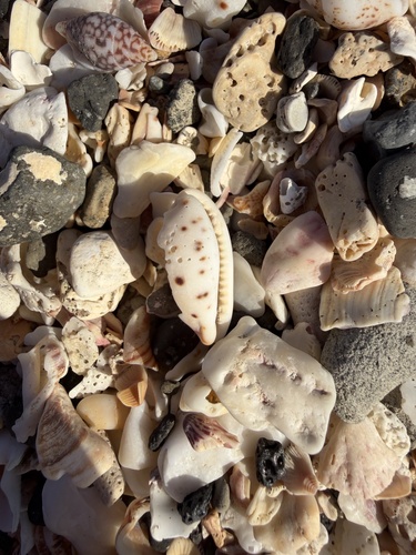 Cypraea saulae observed 2025-12-06