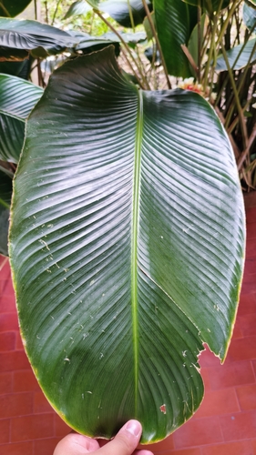 Goeppertia variegata, photograph 2