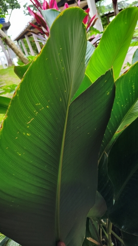 Goeppertia variegata, photograph 3