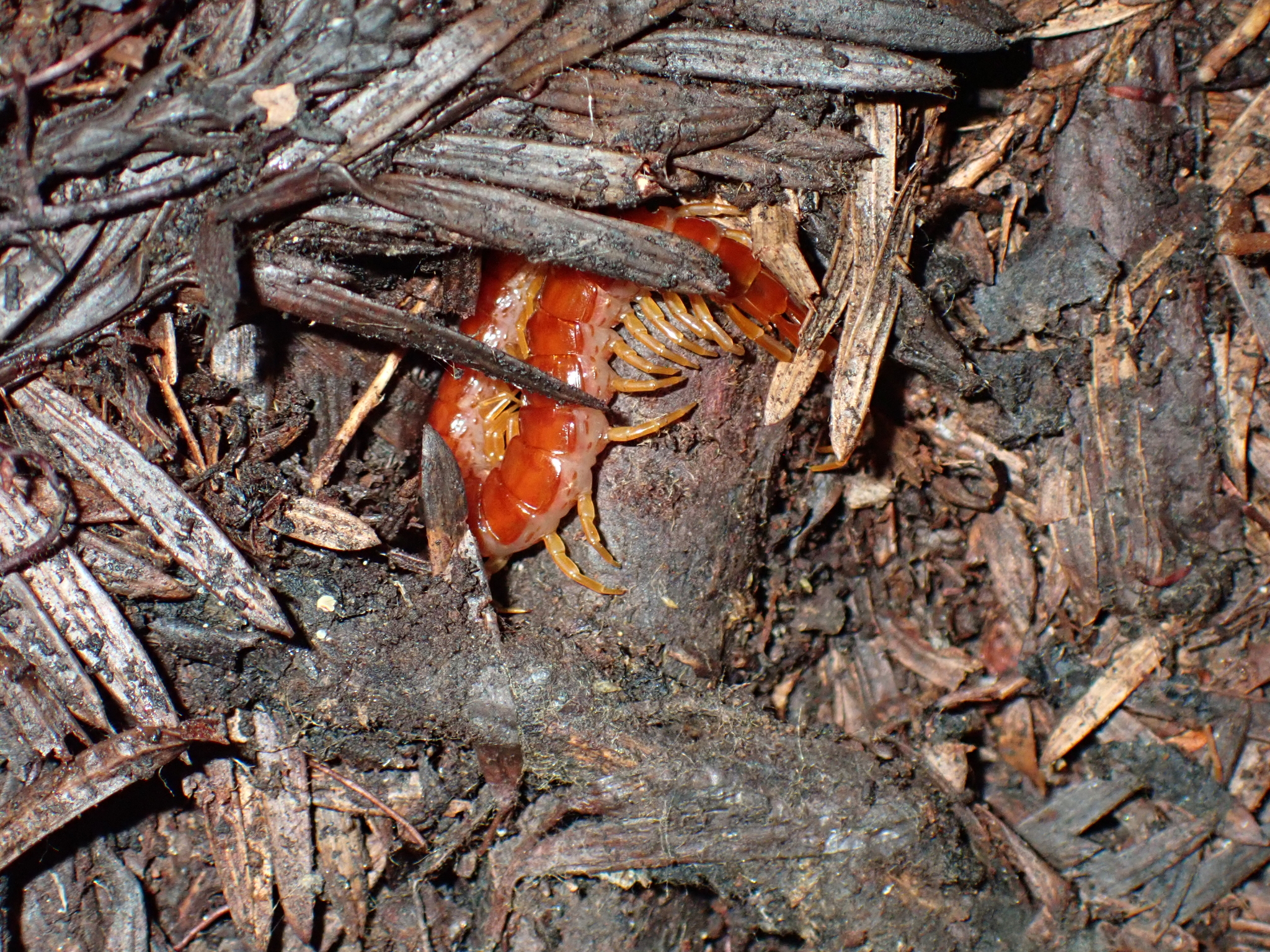 Scolopocryptops spinicaudus Wood, 1862