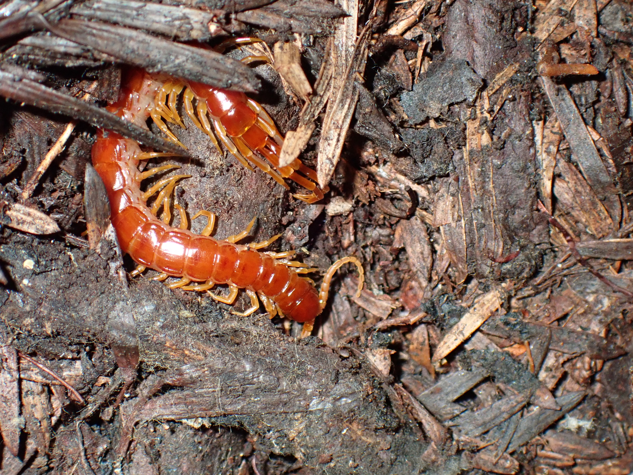 Scolopocryptops spinicaudus Wood, 1862