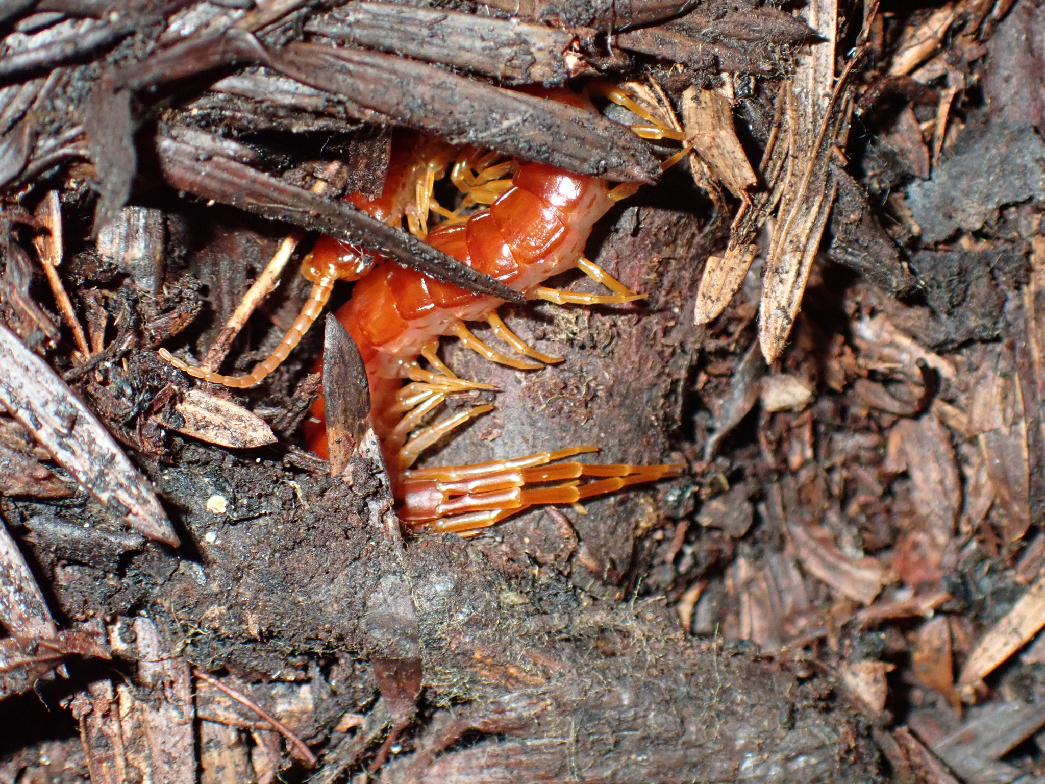 Scolopocryptops spinicaudus Wood, 1862