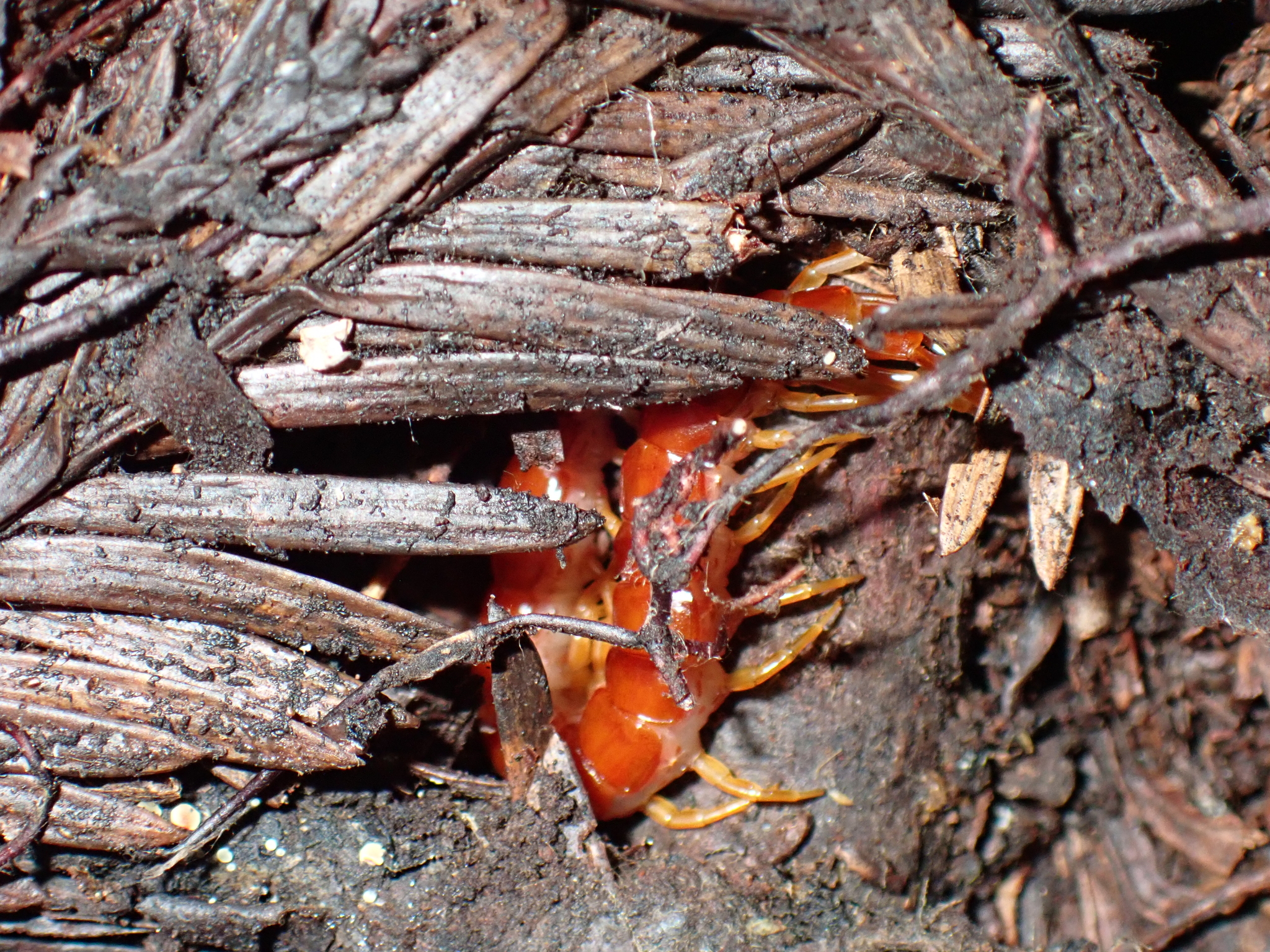 Scolopocryptops spinicaudus Wood, 1862