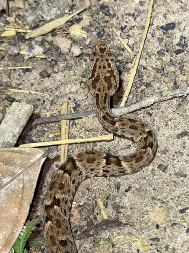 Common Lancehead