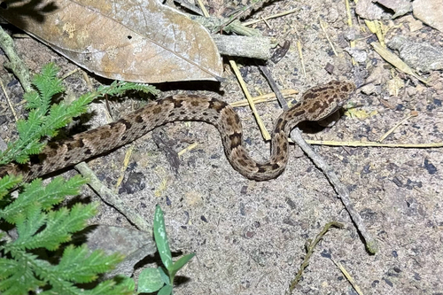Common Lancehead