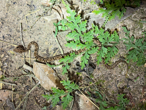 Common Lancehead