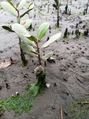 Laguncularia racemosa