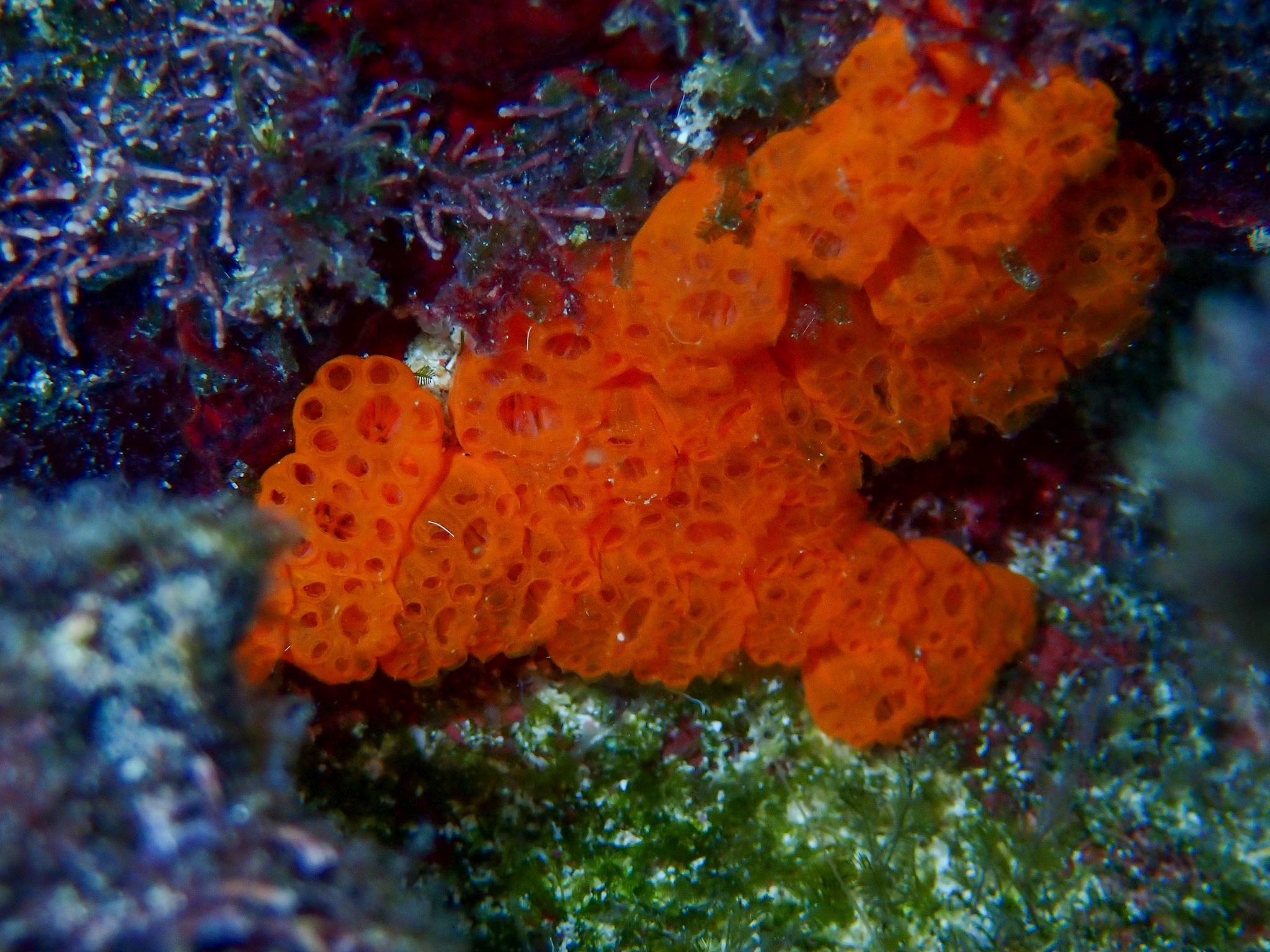 Distaplia corolla Monniot F., 1974