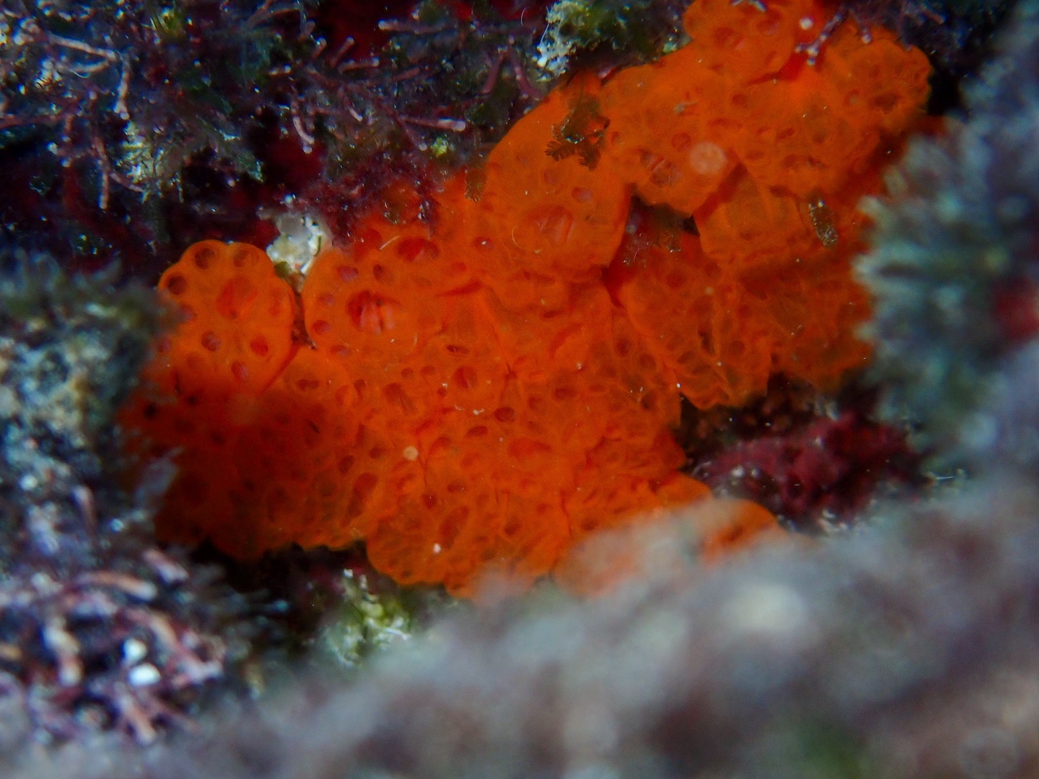 Distaplia corolla Monniot F., 1974