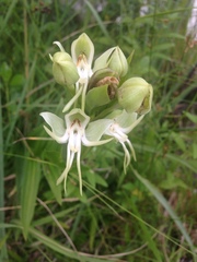 Habenaria bractescens