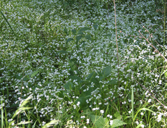 Valerianella umbilicata