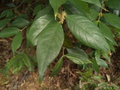 Lasianthus curtisii