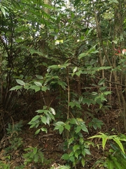 Lasianthus curtisii
