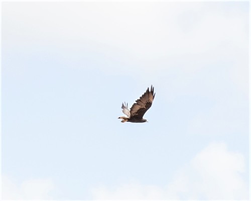 White-tailed Hawk