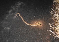 Bothrops moojeni