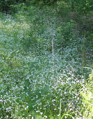 Valerianella umbilicata