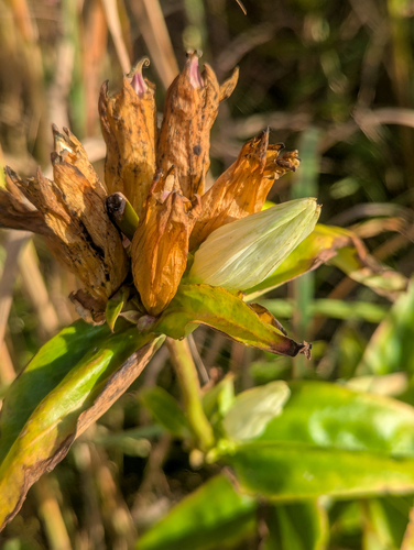 pale gentian (Gentiana alba)