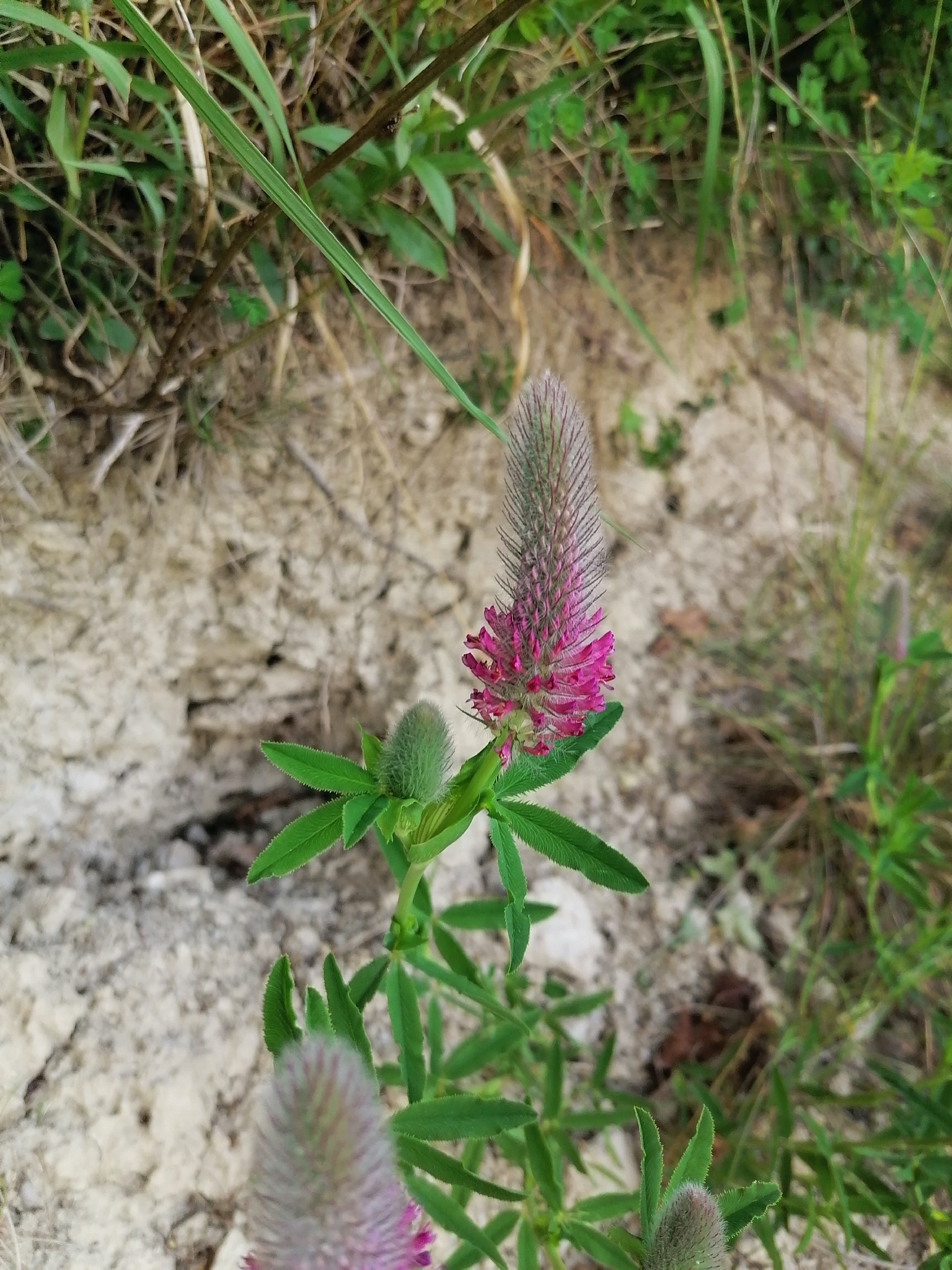 Red Trefoil (Trifolium rubens)