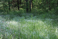 Valerianella umbilicata