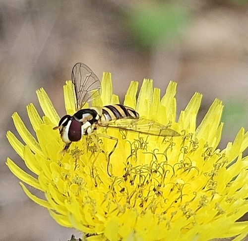 Unknown species found near Alvin, TX, USA