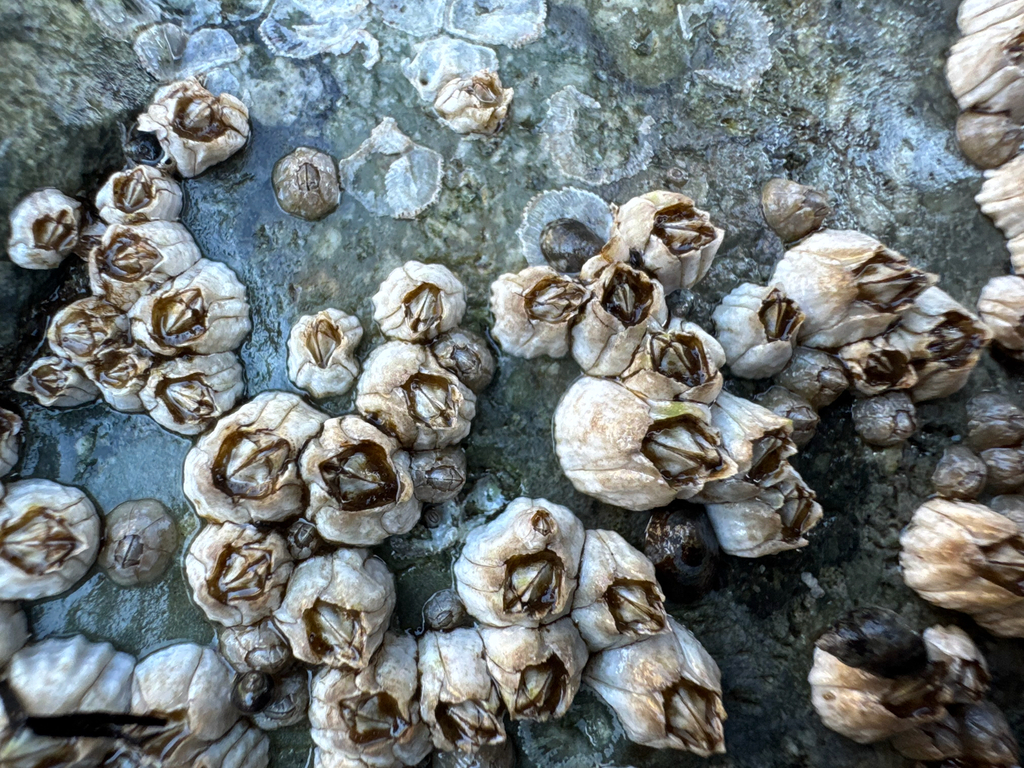 Pacific Acorn Barnacle (Balanus glandula)