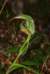 Pterostylis patens