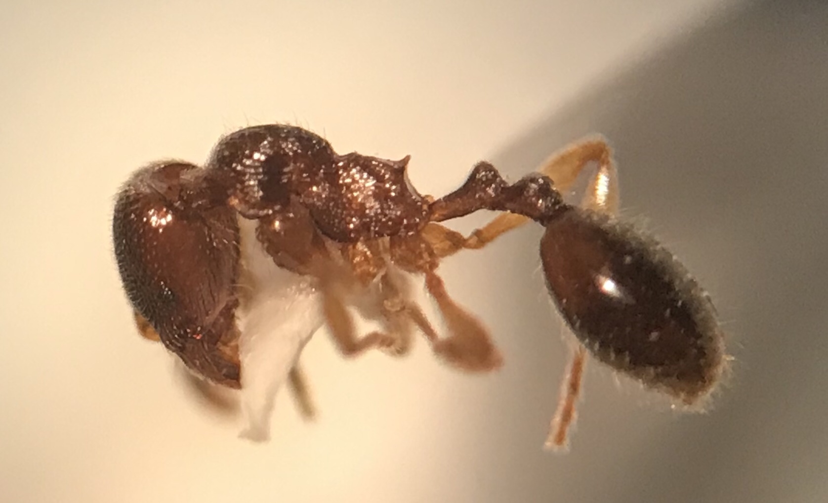 Stenamma meridionale