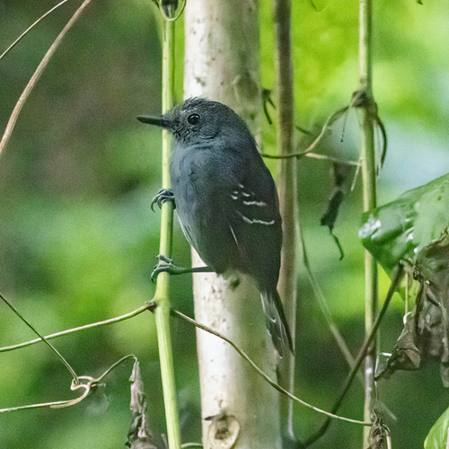 Dusky Antbird (Cercomacroides tyrannina), photo 7