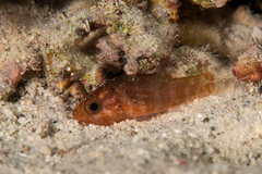 Mottled Cardinalfish photo 3