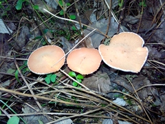 Cystodermella