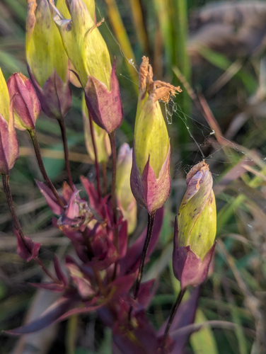 greater fringed gentian (Gentianopsis crinita)