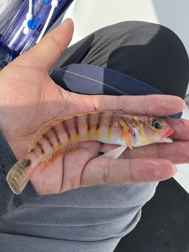 Bicolorbarred grubfish (Parapercis multifasciata) — Pinguipedidae — 2