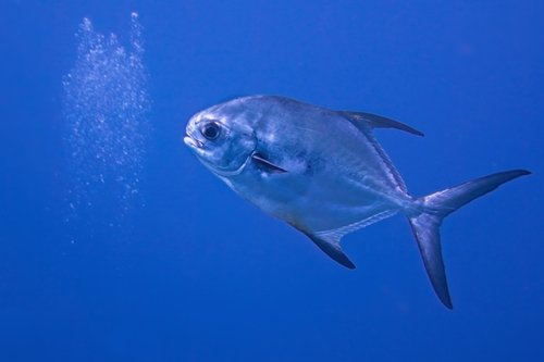 Permit (Trachinotus falcatus) — Carangidae — 4