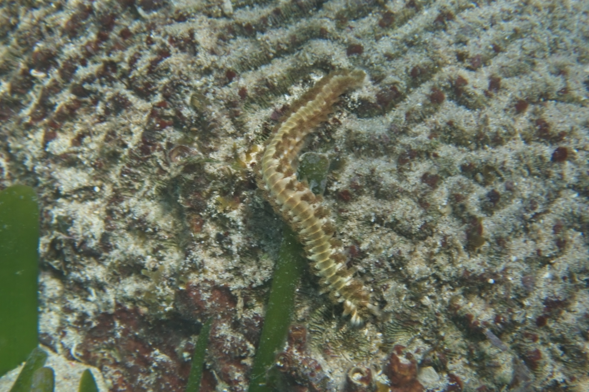 Hermodice carunculata (Pallas, 1766)