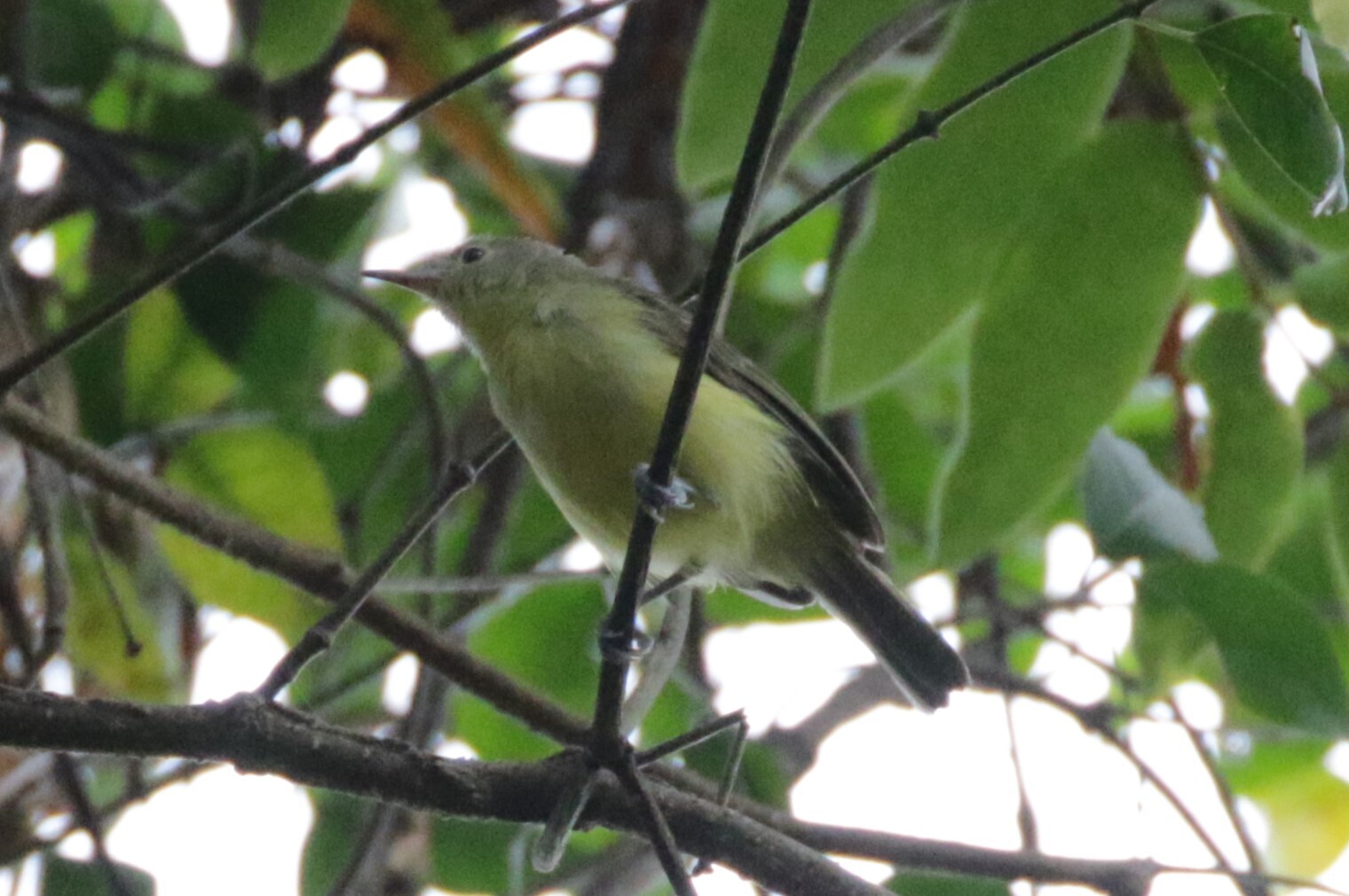 Green-backed Honeyeater (Glycichaera fallax), photo 1