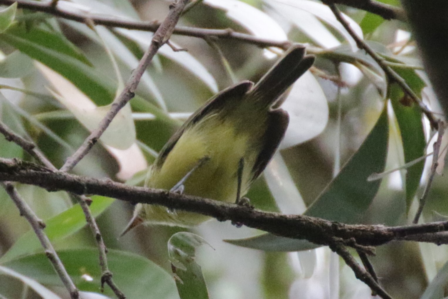 Green-backed Honeyeater (Glycichaera fallax), photo 2