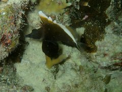 Heniochus varius