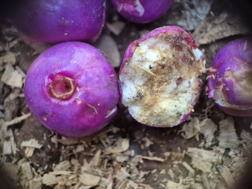 Syzygium crebrinerve
