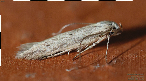 Haplochrois bipunctella photo 3