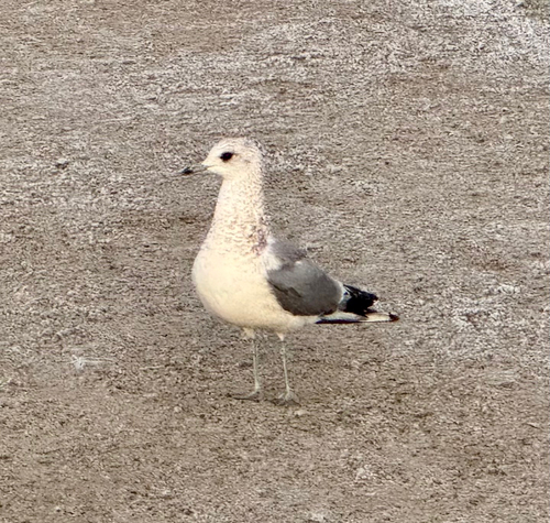 Short-billed Gull (Larus brachyrhynchus), photo 6