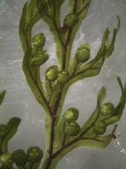 Hymenophyllum demissum