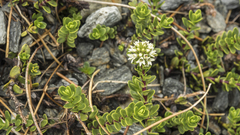 Cara-Lisa Schloots, CC BY, iNaturalist via GBIF Veronica petriei, photograph Cara-Lisa Schloots, CC BY, iNaturalist via GBIF