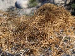 Cuscuta psorothamnensis